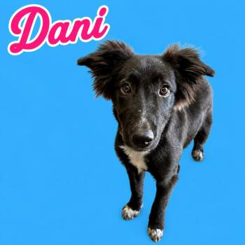 Dani -  Belgian Shepherd Tervuren Dog for Adoption in Scottsdale, Arizona - Dani | PetCurious