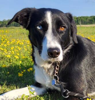 Rescue Border Collie and Black Labrador Retriever Dogs for Adoption in Winnipeg, Manitoba - Gypsy | PetCurious