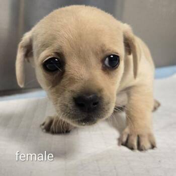 Chihuahua Dogs Available for Adoption in Fresno, California - Violet | PetCurious