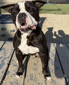 Rescue Mixed Breed Dogs for Adoption in Saskatoon, Saskatchewan - Diesel | PetCurious