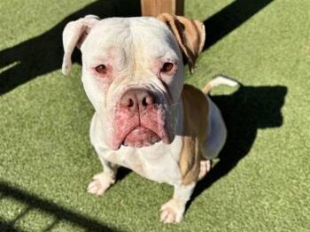 Pit Bull Terrier and Mixed Breed Dogs Available for Adoption in Brentwood, Missouri - LAFFY TAFFY | PetCurious