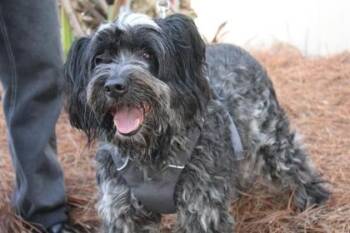 Bearded Collie and Cattle Dog Dogs Available for Adoption - Lady | PetCurious