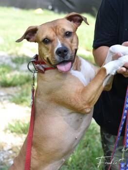 Frankie -  Pit Bull Terrier Dog for Adoption in Houston, Texas - Frankie | PetCurious