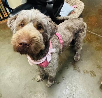 Poodle Dogs Available for Adoption in Council Bluffs, Iowa - Lulu  | PetCurious