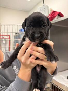 Evie -  Mixed Breed Dog for Adoption in Memphis, Tennessee - Evie | PetCurious
