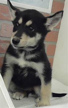 Belgian Shepherd Malinois Dogs Available for Adoption - A2066013 | PetCurious