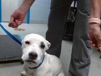 Pit Bull Terrier and Mixed Breed Dogs Available for Adoption in Albuquerque, New Mexico - MARSHA | PetCurious