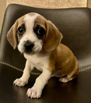 Sonya -  Beagle and Mixed Breed Dog for Adoption in Minneapolis, Minnesota - Sonya | PetCurious