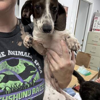 Cookies and Cream -  Dachshund Dog for Adoption in Blue Springs, Missouri - Cookies And Cream | PetCurious