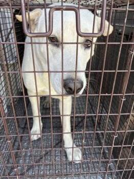 Labrador Retriever and Mixed Breed Dogs Available for Adoption - Beau | PetCurious