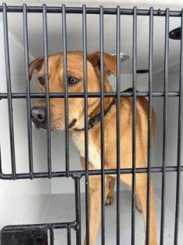 Chosen -  Mixed Breed Dog for Adoption in Atlanta, Georgia - Chosen | PetCurious