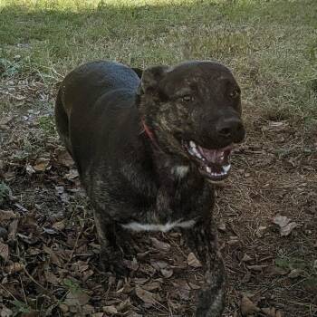 Beatrice -  Mixed Breed Dog for Adoption in Pauls Valley, Oklahoma - Beatrice | PetCurious