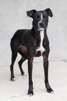 Bunny -  Mixed Breed Dog for Adoption in Longmont, Colorado - Bunny | PetCurious