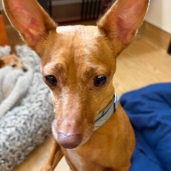 Banchi 14634 -  Chihuahua Dog for Adoption in San Francisco, California - Banchi 14634 | PetCurious