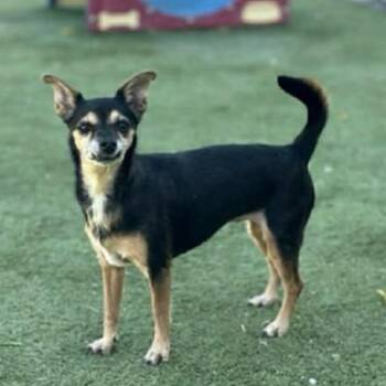 Chihuahua and Mixed Breed Dogs Available for Adoption in Alma, Wisconsin - Nena | PetCurious