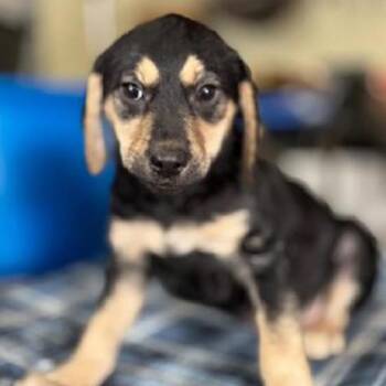Beagle Dogs Available for Adoption - AAD New Arrival!  Dixie - 26031 | PetCurious