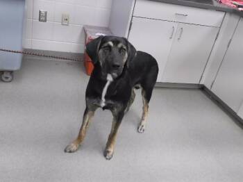 ROY -  German Shepherd Dog and Mixed Breed Dog for Adoption in Omaha, Nebraska - ROY | PetCurious