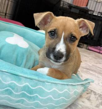 Leftie -  Terrier Dog for Adoption in Newport, Kentucky - Leftie | PetCurious