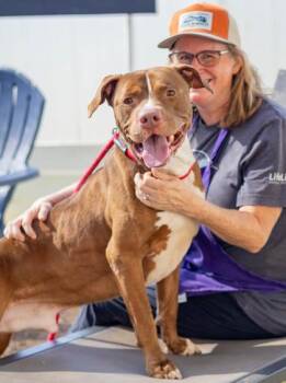 Lighthouse -  Mixed Breed Dog for Adoption in Chamblee, Georgia - Lighthouse | PetCurious