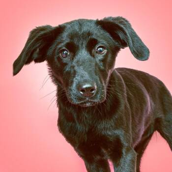 Mixed Breed Dogs Available for Adoption - Lilah Fear | PetCurious