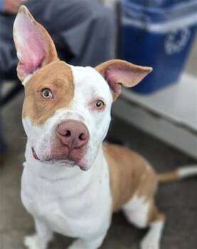 Mixed Breed Dogs Available for Adoption in Dallas, Texas - SPROUT | PetCurious