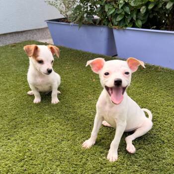 Lorelei -  Chihuahua Dog for Adoption in Austin, Texas - Lorelei | PetCurious