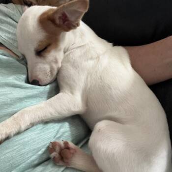 Millie -  Jack Russell Terrier and Mixed Breed Dog for Adoption in Farmersville, Ohio - Millie | PetCurious