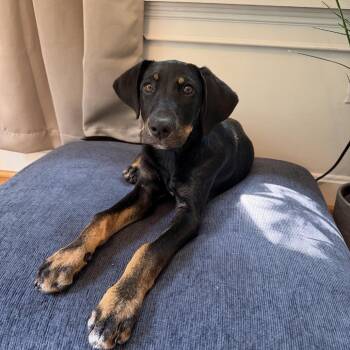 Wrangler -  Hound Dog for Adoption in La Grange, Kentucky - Wrangler | PetCurious