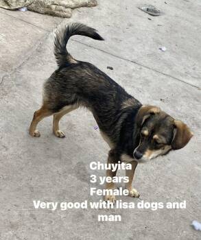 Terrier Dogs Available for Adoption in Minneapolis, Minnesota - Chuyita | PetCurious