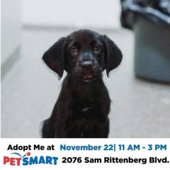 Rescue Terrier and Mixed Breed Dogs for Adoption in North Charleston, South Carolina - 87906A Green | PetCurious