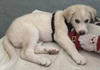 Maverick -  Great Pyrenees Dog for Adoption in Dallas, Texas - Maverick | PetCurious