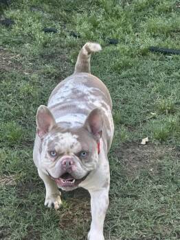 Bull Terrier and French Bulldog Dogs Available for Adoption in Union Beach, New Jersey - Porky | PetCurious