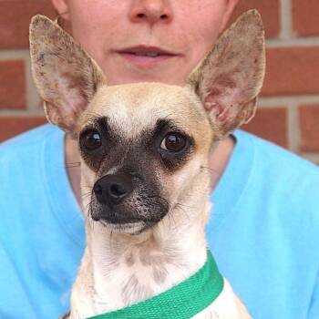 Leya -  Chihuahua Dog for Adoption in Carrollton, Texas - Leya | PetCurious