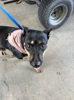 Rescue Shepherd and Mixed Breed Dogs for Adoption in Fort Worth, Texas - 59837419 | PetCurious