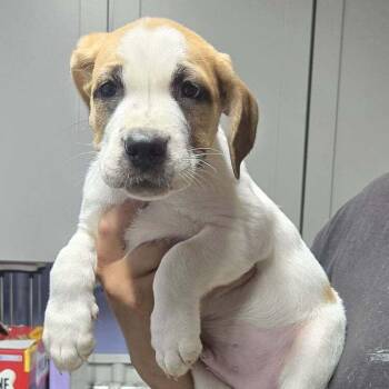 Asparagus -  Hound Dog for Adoption in Springboro, Ohio - Asparagus | PetCurious