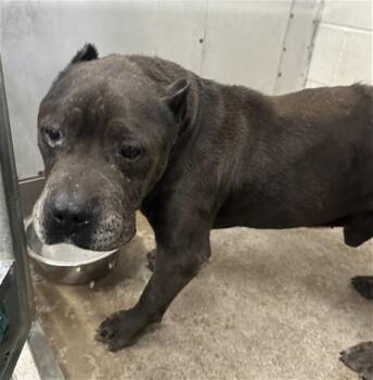 SIETE -  American Bulldog Dog for Adoption in San Bernardino, California - SIETE | PetCurious