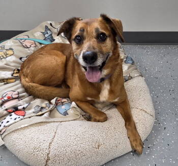 Rescue Labrador Retriever Dogs for Adoption in Greenville, Illinois - Sadie | PetCurious