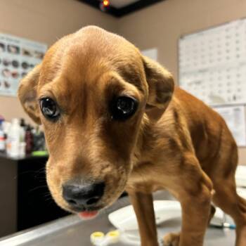 Rat Terrier and Rottweiler Dogs Available for Adoption in Newport, North Carolina - Amelia | PetCurious