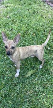 Rescue Chihuahua Dogs for Adoption in Plano, Texas - Nash - Puppy - Coming December | PetCurious