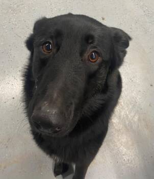German Shepherd Dog Dogs Available for Adoption in Beebe, Arkansas - Ruger | PetCurious