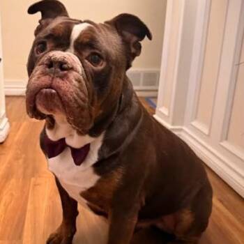Brisket -  English Bulldog Dog for Adoption in Red Deer, Alberta - Brisket | PetCurious