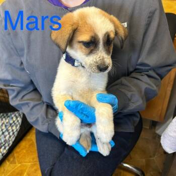 Mars -  Mixed Breed Dog Available for Adoption in Walker, Michigan - Mars | PetCurious