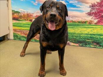 Rescue Rottweiler and Mixed Breed Dogs for Adoption in Moreno Valley, California - A545673 | PetCurious