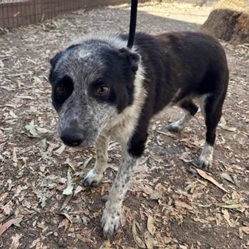 Sherman -  Australian Cattle Dog Blue Heeler Dog for Adoption in Sonoma, California - Sherman | PetCurious