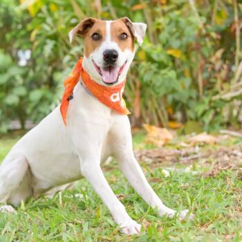 Mixed Breed Dogs Available for Adoption in Kailua-kona, Hawaii - Sunny | PetCurious