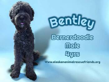 Bernese Mountain Dog and Standard Poodle Dogs Available for Adoption in Anchorage, Alaska - Bently | PetCurious
