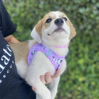 Misty -  Australian Shepherd and Terrier Dog for Adoption in Escondido, California - Misty | PetCurious