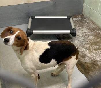 Rescue Hound Dogs for Adoption in Elberon, Virginia - Janice | PetCurious