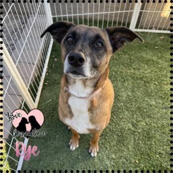 Belgian Shepherd Malinois Dogs Available for Adoption in Gilbert, Arizona - Rye | PetCurious