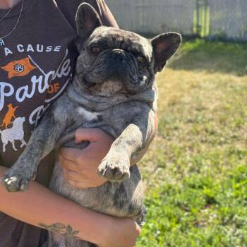Gustavo -  Mixed Breed Dog for Adoption in Spokane, Washington - Gustavo | PetCurious